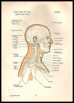 neck diagrams torrent