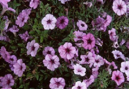Petunia Pelleted Plum Crazy Madness Flower 50 Seeds MBG02