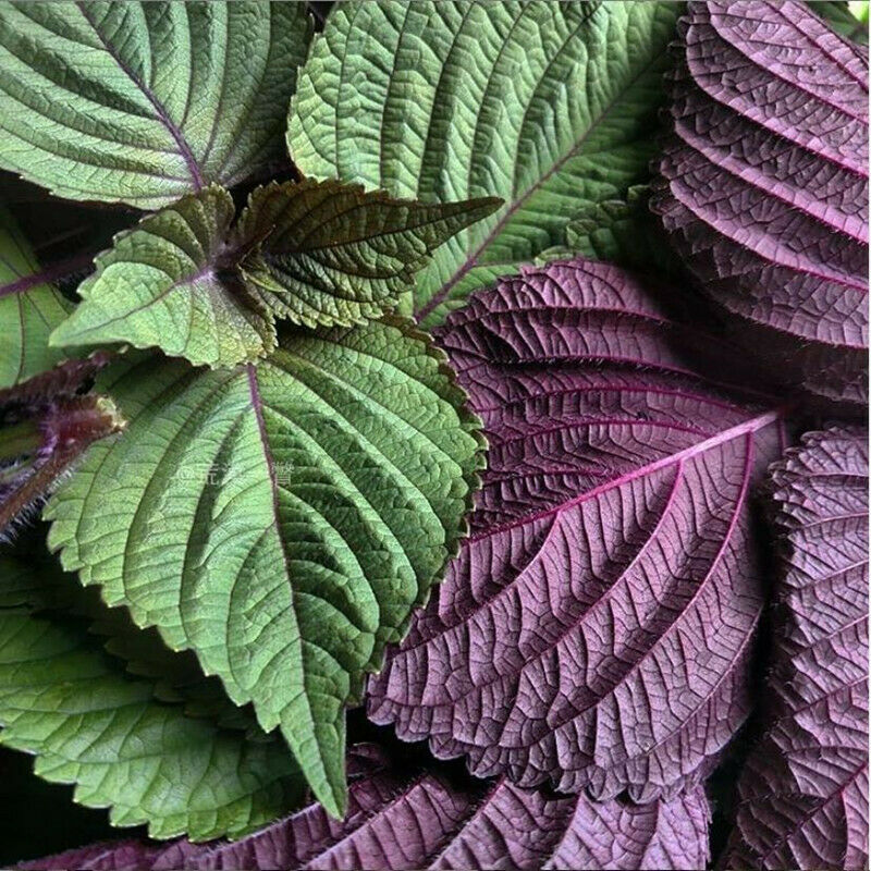 Primary image for Seeds Bi-Coloured Perilla Shiso Salad Leaves Plants 30pcs