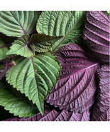 Seeds Bi-Coloured Perilla Shiso Salad Leaves Plants 30pcs - £7.90 GBP