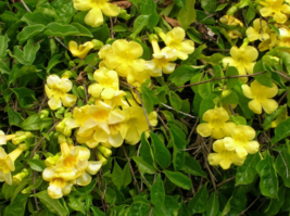5 Pcs Seeds Evergreen Vine Macfadyena Unguis Cati Yellow Flowers - DL - $16.00