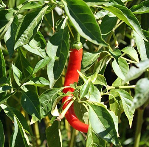 Cayenne Pepper, Long RED Thin, Heirloom, 100 Seeds,Great Fresh OR Dried