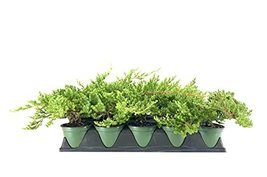 Dwarf Japanese Garden Juniper | 3 Live 4 Inch Pots | Juniperus Procumbens Nana | - $49.98