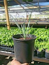 1 Gallon Pot - Live Plant Yucca Rostrata Exotic Blue Color 8-12" #ECHA14 - $57.90