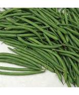 &quot;COOL BEANS n SPROUTS&quot; Brand, Burpee Stringless String Bean Seeds 16 Oun... - $16.00