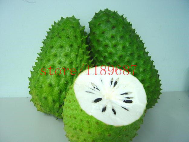 20 SOURSOP Graviola Guanabana Annona muricata SEEDS - Tropical Fruit NO GMO