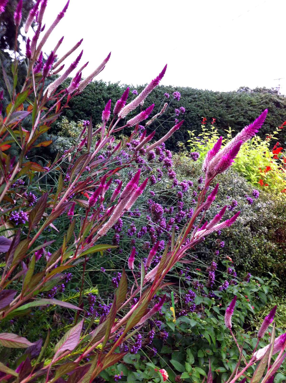 30 Seeds Celosia Cramers' Amazon Flower Seedsvery Tall - Perennial Seeds