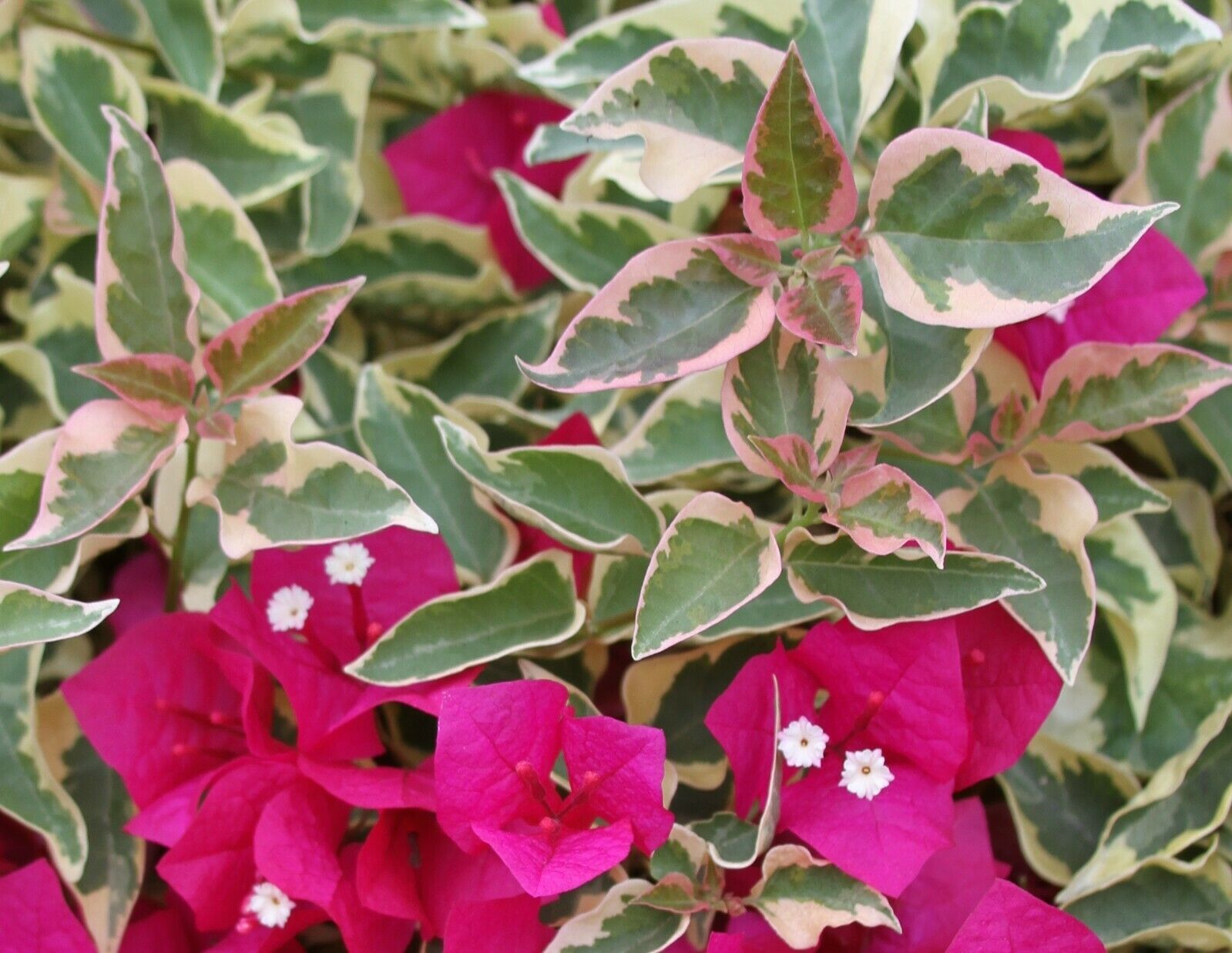 live bougainvillea plants for sale