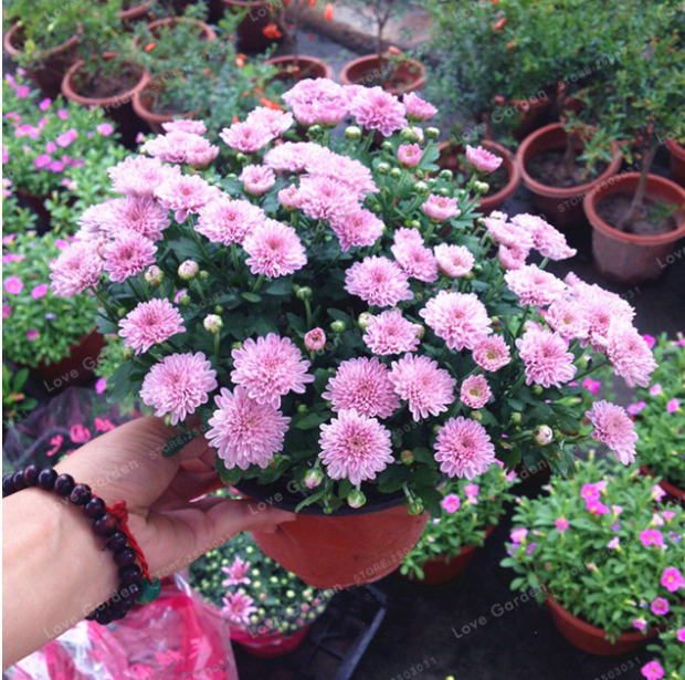 100PC SEED PINK Chrysanthemum Seeds Bonsai Seeds Beautiful ...