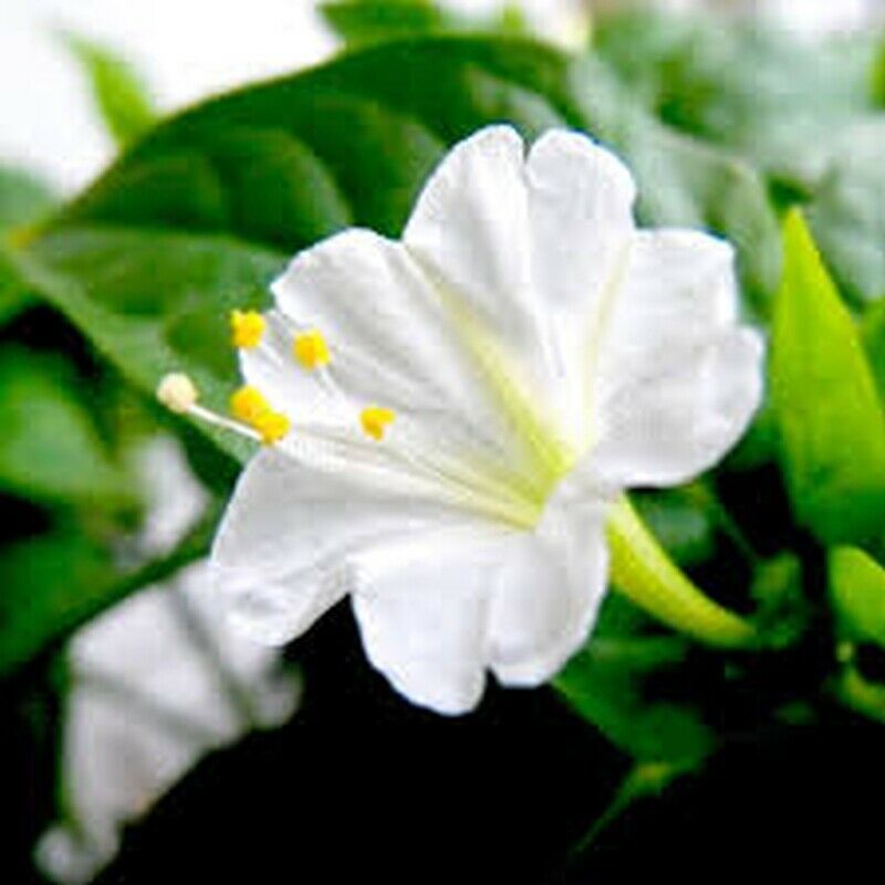 SHIP FROM US 100 Seeds White Four O' Clock Flower,DIY Decorative Garden
