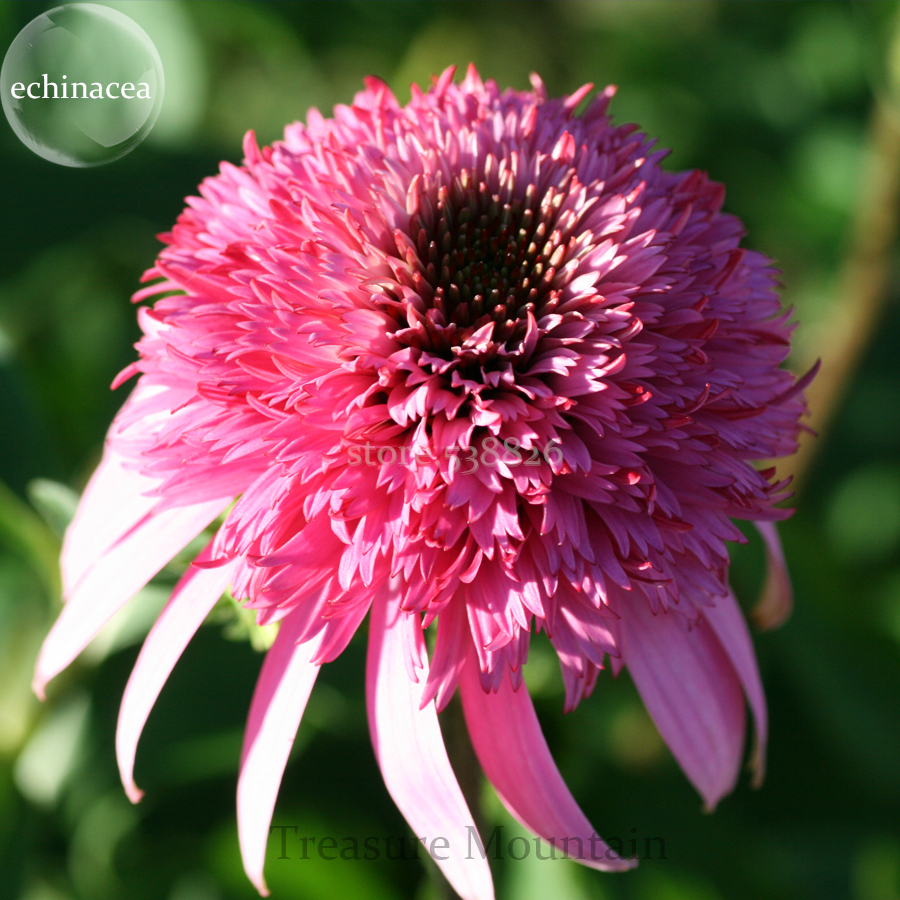 Heirloom 'Razzmatazz' Echinacea, 100 Seeds, big blooms pink coneflowers