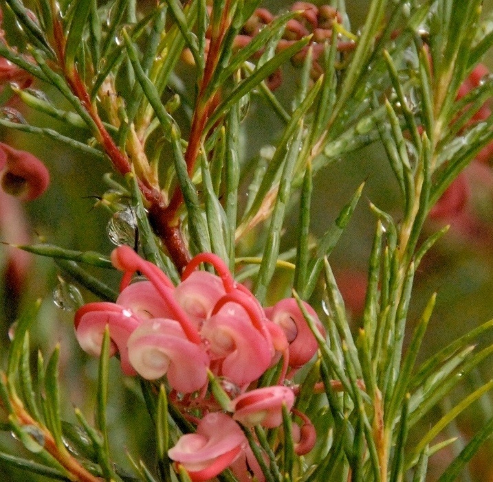 Live Noel's Grevillea aka Grevillea 'Noellii' Plant Fit 5 Gallon Pot ...