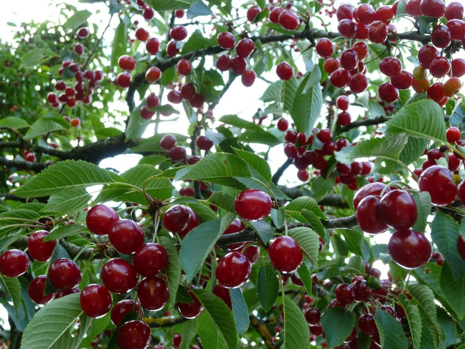 Ship From Us, DWARF FOUR IN ONE CHERRY TREE** 4 VARIETIES * 12 FT, P1