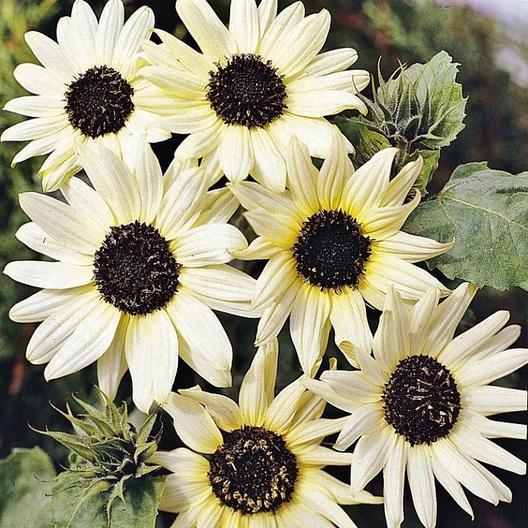 15 seeds Small talian White Sunflower