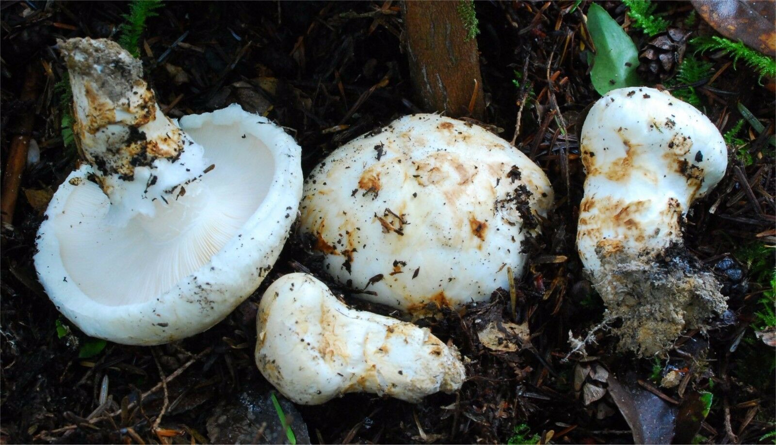 20 g WHITE MATSUTAKE Tricholoma Magnivelare Mushroom Spawn Spores Seeds Mycelium Mushrooms
