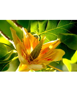 Yellow Poplar, 10x15 Photograph - $179.00