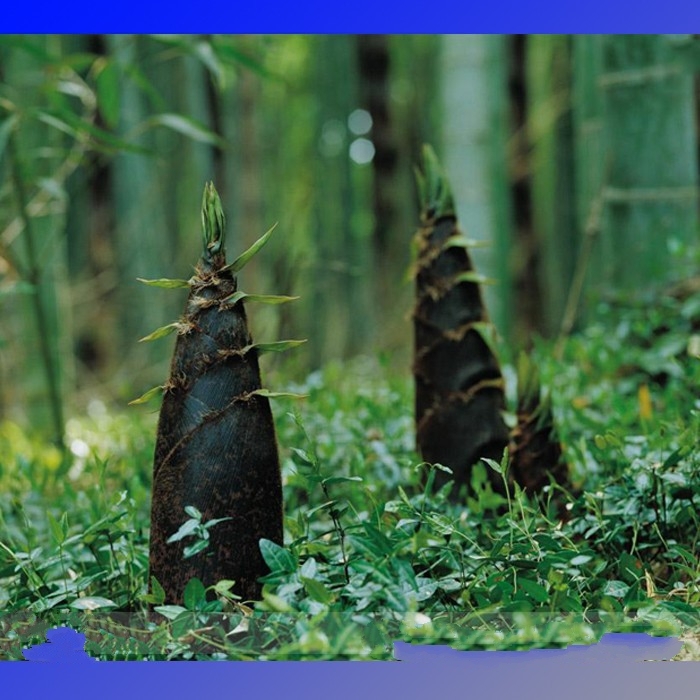 China Moso Bamboo Shoots Tasty Vegetable 30 Seeds / Pack Perennial