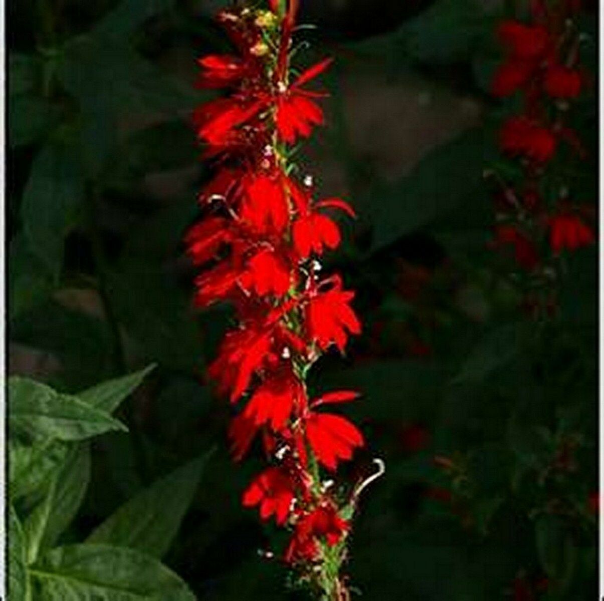 Cardinal Flower 50 Seeds 50 off sale Plants & Seedlings