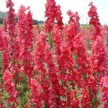 50 Red Delphinium Perennial Garden Flower Seeds #STL17 - $19.50