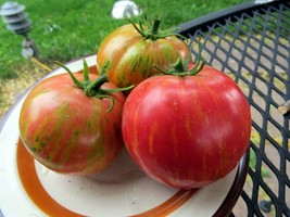 Dragon&#39;s Eye - one of the most handsome tomatoes you can grow - $4.25