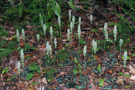 Rattlesnake Orchid 5 root system perennial image 3