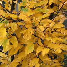 American Hornbeam tree (Carpinus caroliniana) quart pot image 2