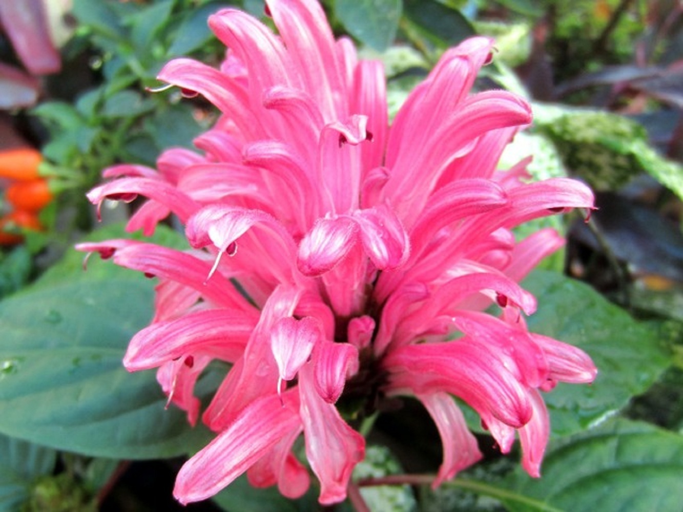 Brazilian Plume Jacobinia AKA as PINK FLAMINGO JUSTICIA CARNEA Starter