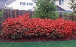 1 DWARF BURNING BUSH bare root  (Euonymus Alatus) image 5