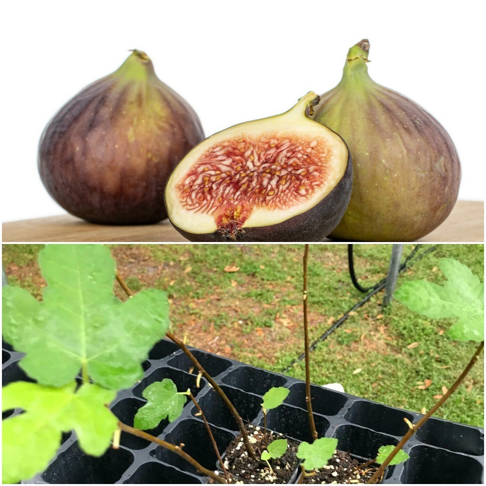 Home Gardening - 1 Live Plant GE Neri (Italian) Fig - Ficus carica - WS ...