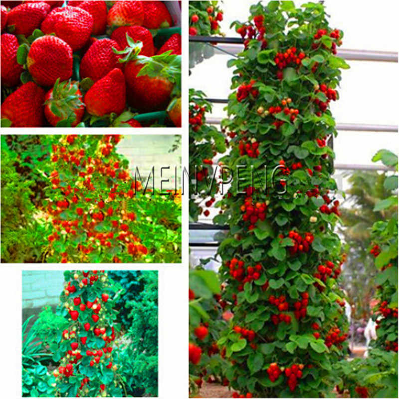 BestSelling!100 pcs climbing strawberry bonsai Climbing Red Strawberry