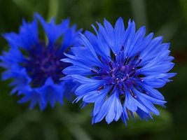 Non GMO Bulk Cornflower / Bachelor Button Seeds - Tall Blue Centaurea cyanus (50 - $1,070.14