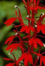 5 Red Cardinal Flower roots, Lobelia cardinalis image 2