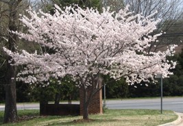 2 Yoshino Flowering Cherry trees 2.5" pot image 1