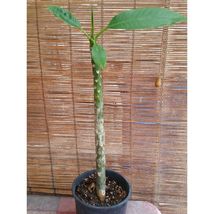Rooted Plumeria Plant (Celadine) #STR11 - $82.17