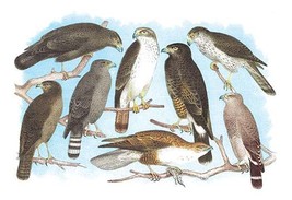 Coopers, Grubers, Harlan and Harris Buzzards, and Chicken Hawk 20 x 30 Poster - $25.98