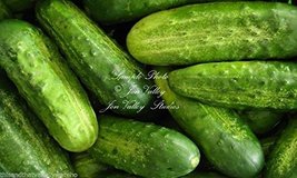 Cucumber 75 Seeds National Pickling! Non GMO - Non Treated - $2.48