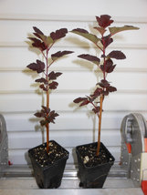 Crimson Diablo Ninebark Shrub 2.5" pot image 2