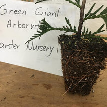 15 Thuja Green Giant Arborvitae 3" pot 6-12" image 4