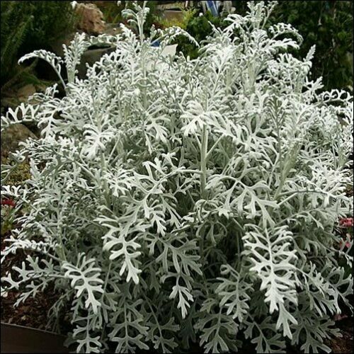 SHIP FROM US 1,600 Cineraria Dusty Miller Plant Seeds