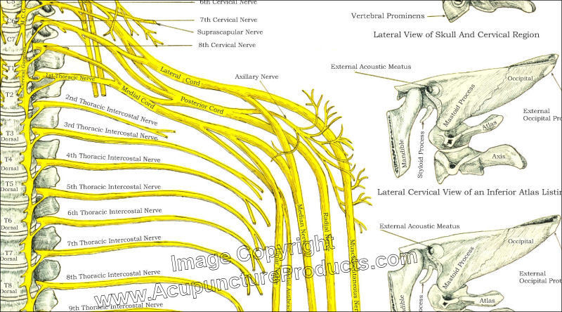 Vertebral Subluxation Spinal Nerves Poster 18 X 24 Chiropractic Chart ...