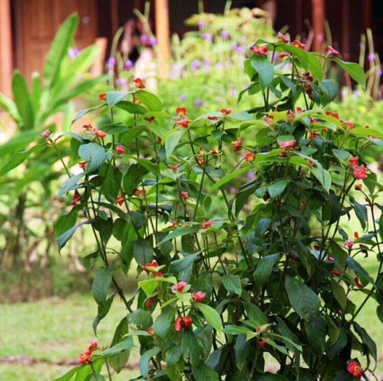 50 Pcs Sexy Red Lip Psychotria Flower Seeds MNGS Seeds