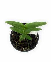 1 Epidendrum sp. Max Valley Shiranui Orchid - Live Plant in 4" Pot  #TFPN16 - $54.99