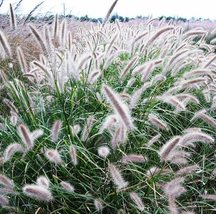 20 SEEDS Kikuyu Grass Seeds, Pennisetum Alopecuroides Ornamental Grass - $10.00