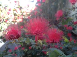 RED DWARF Powder Puff Flowering Shrub Plant Unique Red Bloom Attract Hum... - $69.99