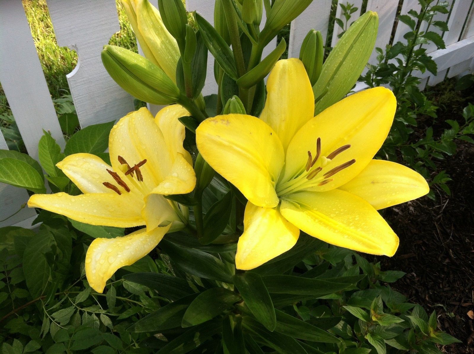 Asiatic Lily Yellow County Lily Plant Free Ship Perennials