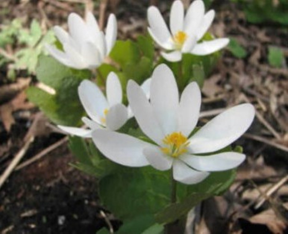 4 Roots Sanguinaria Canadensis Plant, Bloodroot Perennial Flower Plant Live - DL