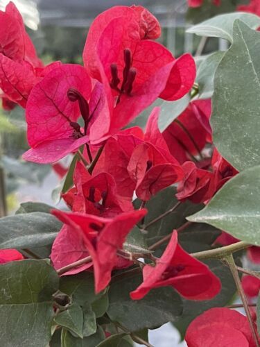 Фото бугенвиллия san diego red variegata