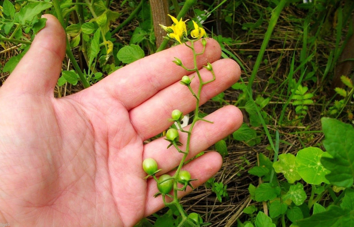 7 World's Smallest Rainbow Tomato Seeds-1316