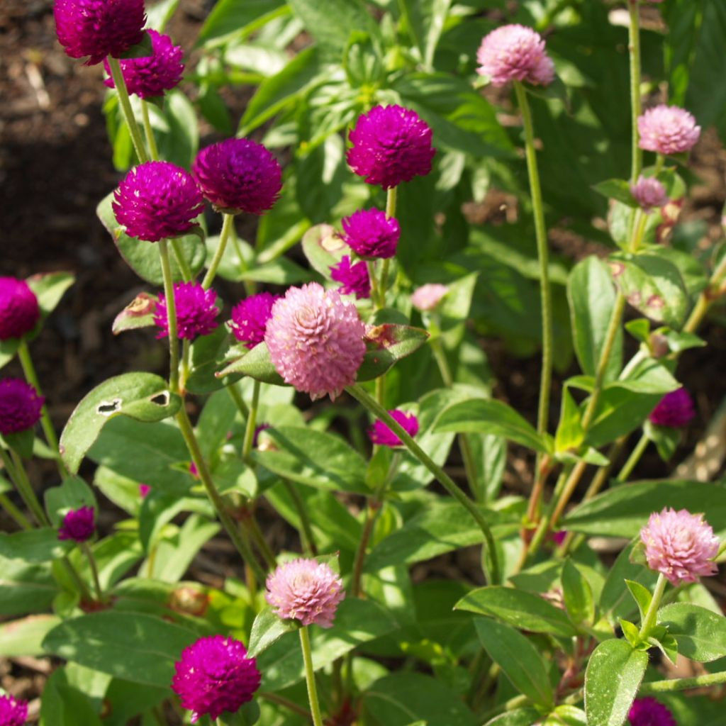 Globe Amaranth Seeds (gomphrena Globosa) 20+ Rare Seeds +bonus - Seeds