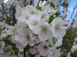 Snowgoose Flowering Cherry  tree 2 plants image 7